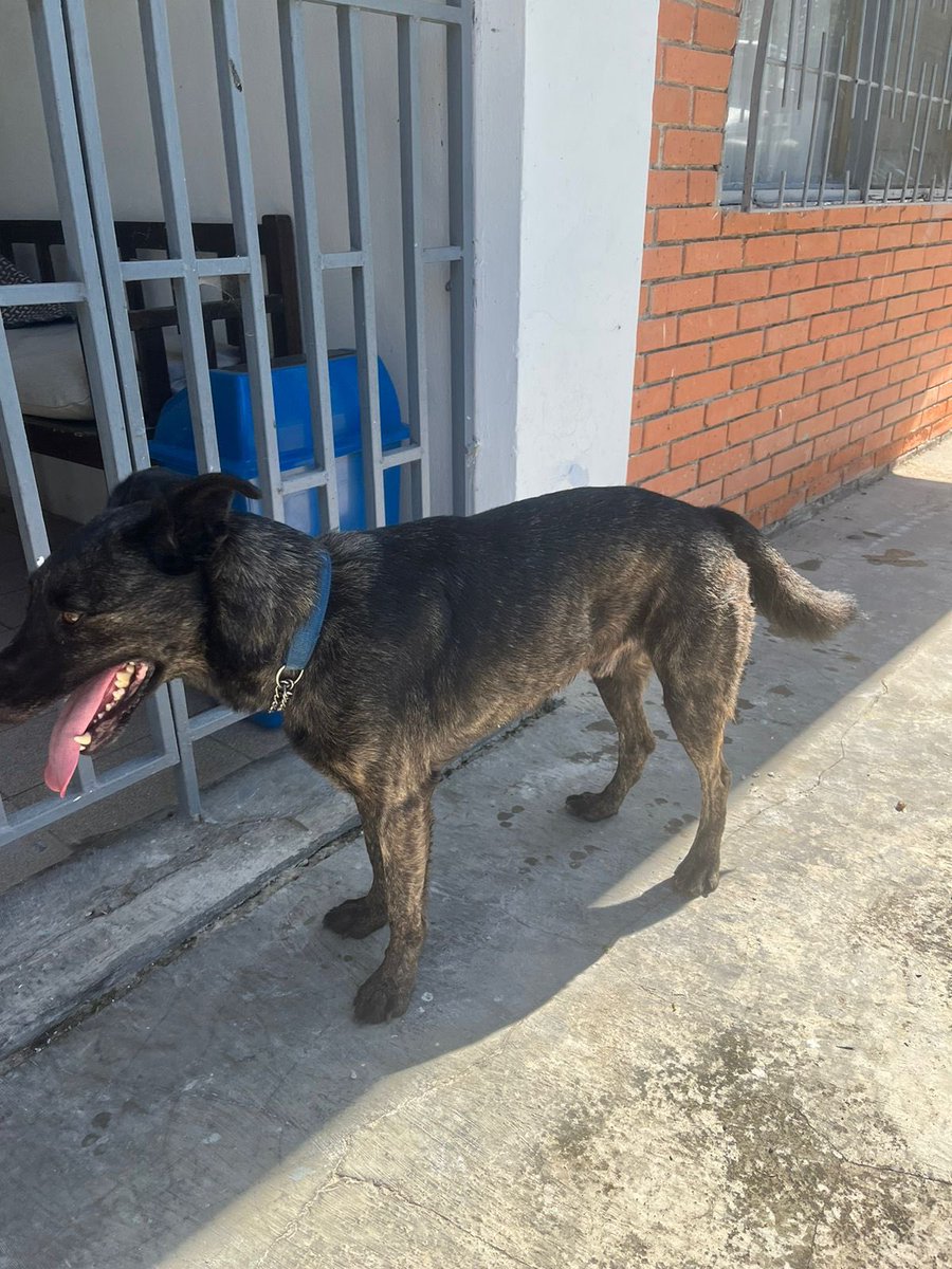 real_jesko's tweet photo. Gente, nos encontramos este perrito en Guachipelín andando solo por la calle. Parece que se escapó de una casa. 

Me ayudan con un RT a ver si encontramos a los dueños? https://t.co/nfIBbafltp