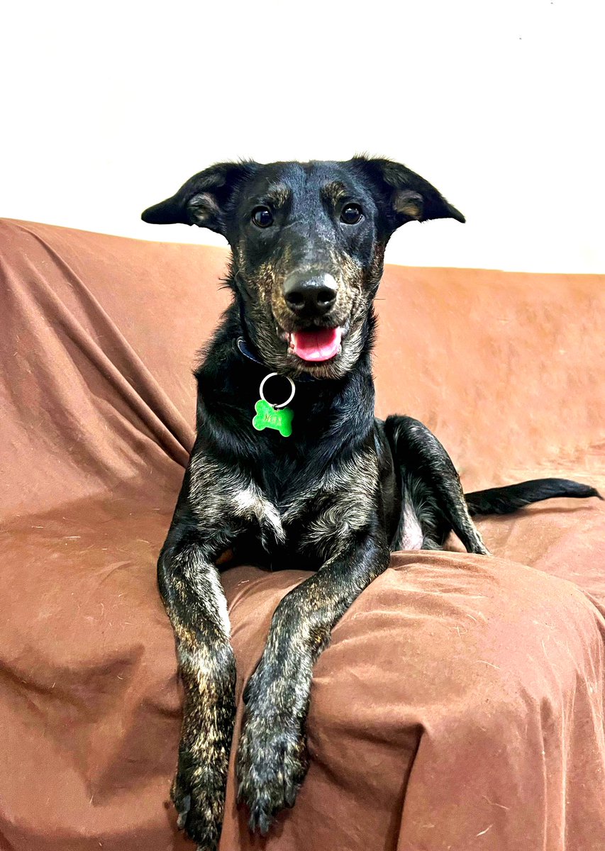 peravi's tweet photo. El es MAX otro perrito “feo” si pues así de cruel son las personas 😔 
Hoy cumple 1 año de vida pero no hay nada que celebrar hoy tambien se cumple  9 meses que lleva buscando hogar se ha posteado mil veces y nada. Si deseas cambiarle la vida escríbeme 912 015 590 un RT https://t.co/yRiRPypABD