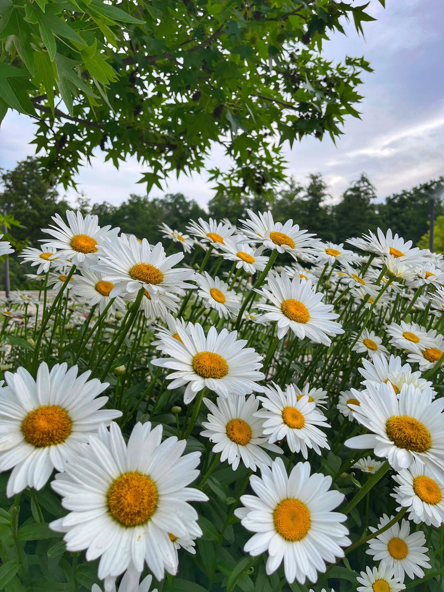 8Vl5iZf8aK9ZU2y's tweet photo. #FlowersOnFriday https://t.co/MaWIZdKZUi
