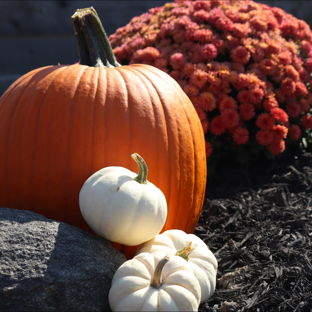 Buy 3 get 1 free! FILL YOUR FREEZER FRI-YAY!
The Pantry is open between 10 a.m. and 2 p.m today!
#Thanksgiving
#HolidayMeals
#HolidayMenu
#ThanksgivingDinner
#WhitbyThingsToDo
#WhitbyOntario
#DurhamRegion
#FieldToFork
#GrowFoodTourism
#OntarioTourism
#SupportLocal