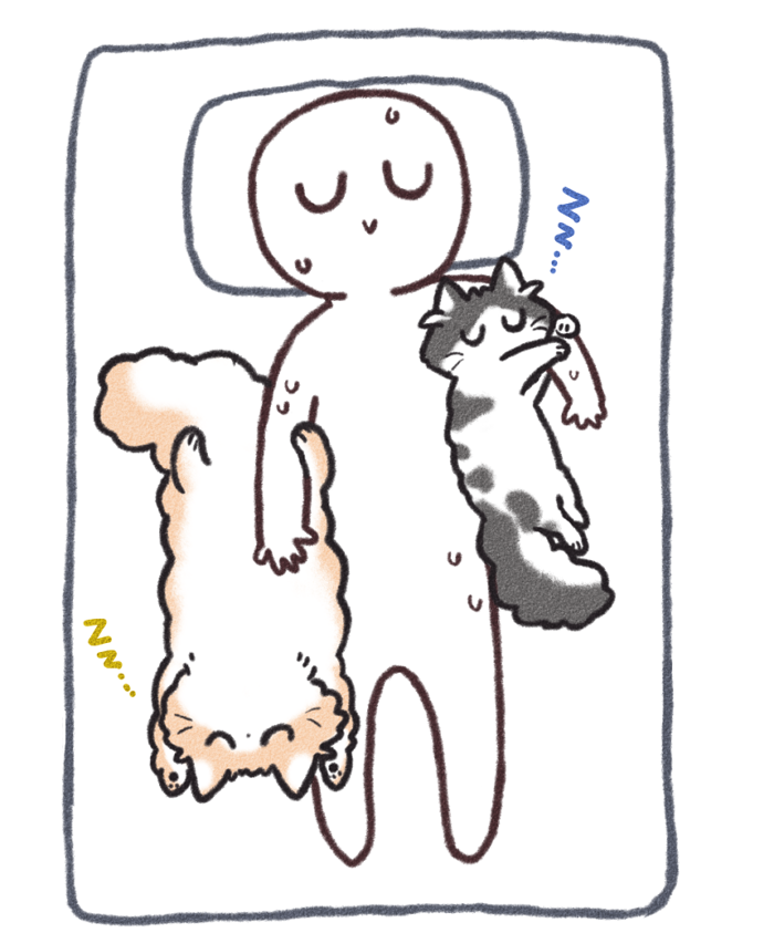 絶対に人間でふみふみして寝たい猫と、絶対に人間の腕枕で寝たい猫のポジションが定位置化してきてる🐱🐱人間は灼熱
