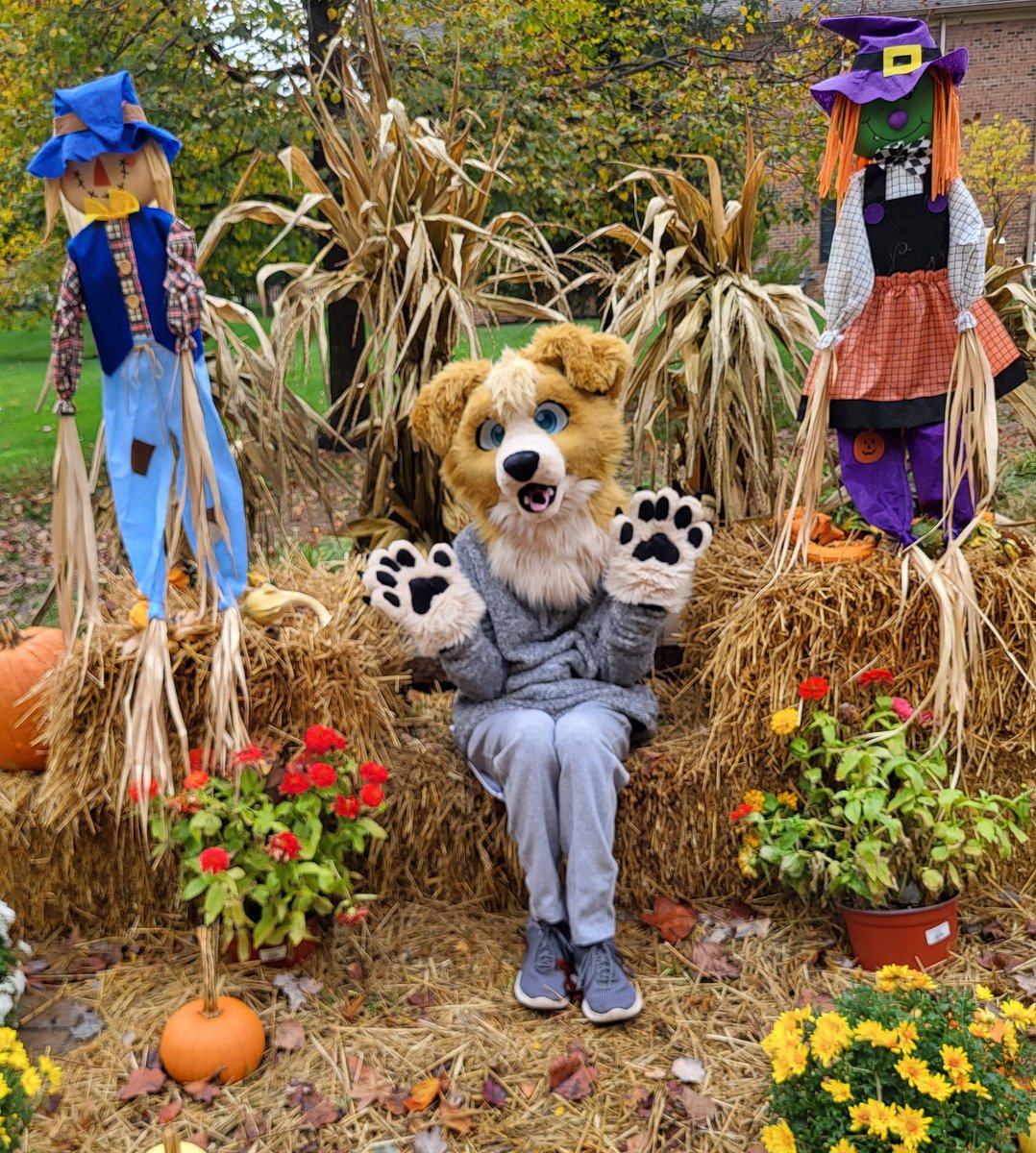 Put on your sweater because Fall is the best season of the year! 

📷: <a href="/MaxBaxCollie/">Maxwell Baxter-Corrie</a> 
🪡: <a href="/CurlyCollective/">CurlyCollective (Retired)</a> 

#furry #fursuit #FursuitFriday