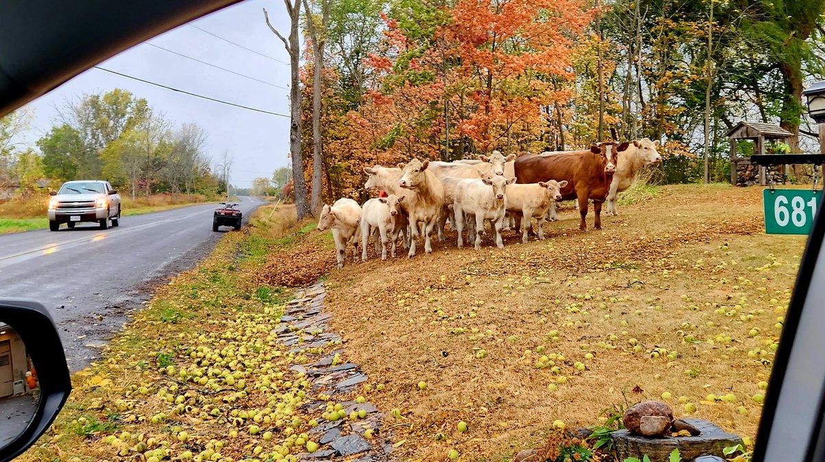 WendyBr77428471's tweet photo. My front yard send off this morning: "Have a great day Wendy" 😯🐄 #yesIliveinthecountry #noIdontownanycows #sopopular https://t.co/1Jzquff1OW