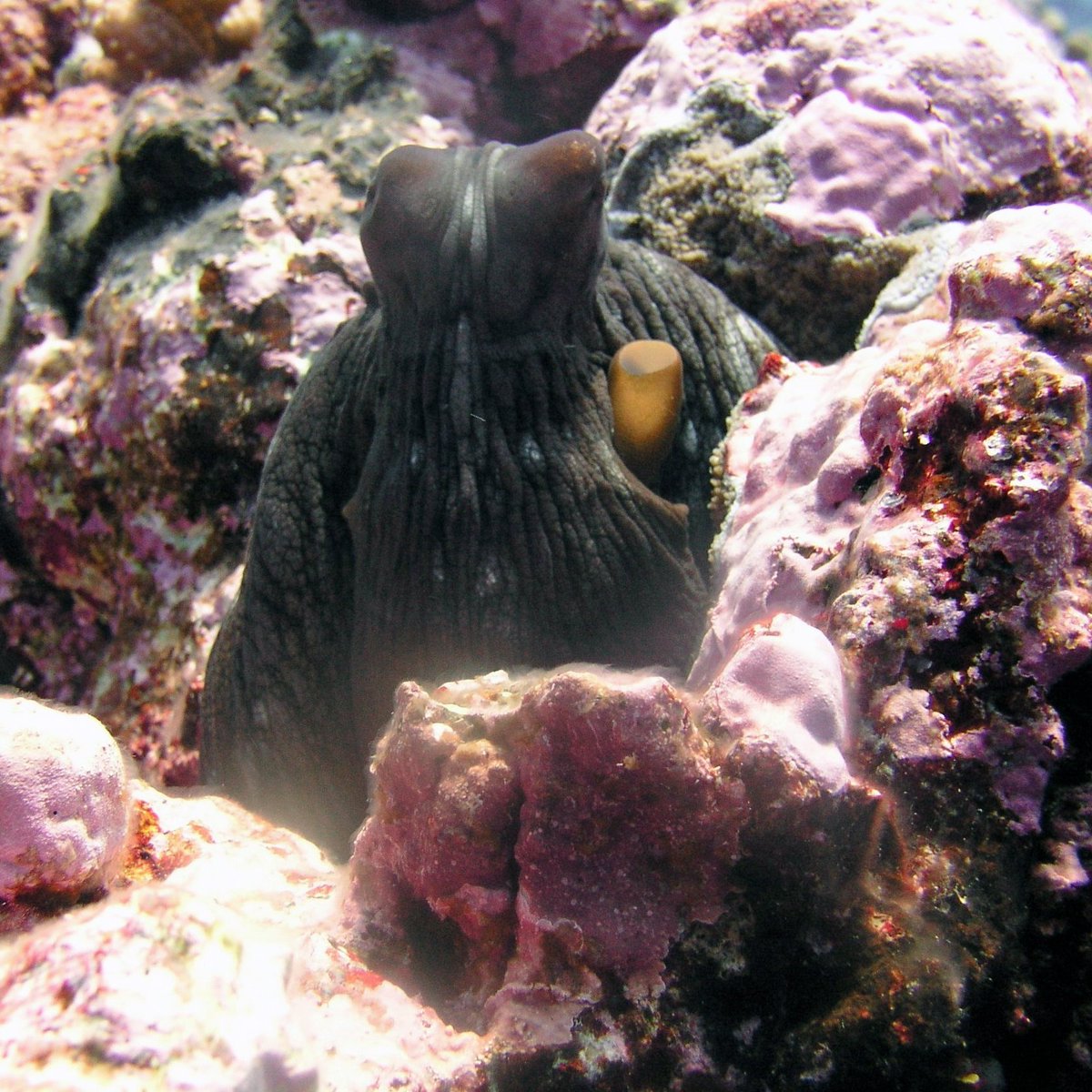 Octopuses🐙(we’ll accept octopi and octopodes too) are cool creatures! They live in all oceans, and are commonly found on #CoralReefs. They are also intelligent - using tools, solving puzzles, and recognizing human caretakers.
oceanexplorer.noaa.gov/forfun/octopus…  #CephalopodAwarenessMonth