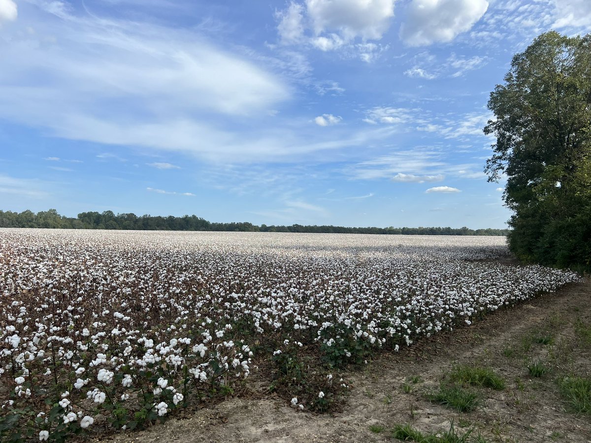 The Scherer lab had a busy day yesterday. We started off rating the Peanut OVTs at PBU for leaf spot and white mold, then checked our NPMTI cotton disease spore traps, and then headed to PARU for cotton boll counts 😮‍💨 <a href="/KathyBBurch/">Kathy Burch</a>