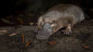 Alguien me puede decir como se llama este animalito tan raro? 🤔