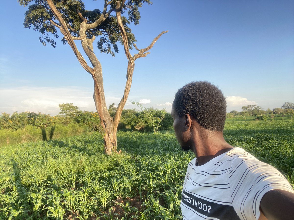 The landscapes at the farm do amaze me and how much they change with the seasons and treatment we give to them… a few weeks ago this was a freshly plowed field and now, it’s all bursting with life… food we shall be enjoying in a few months time #farming #Uganda 
#Permaculture