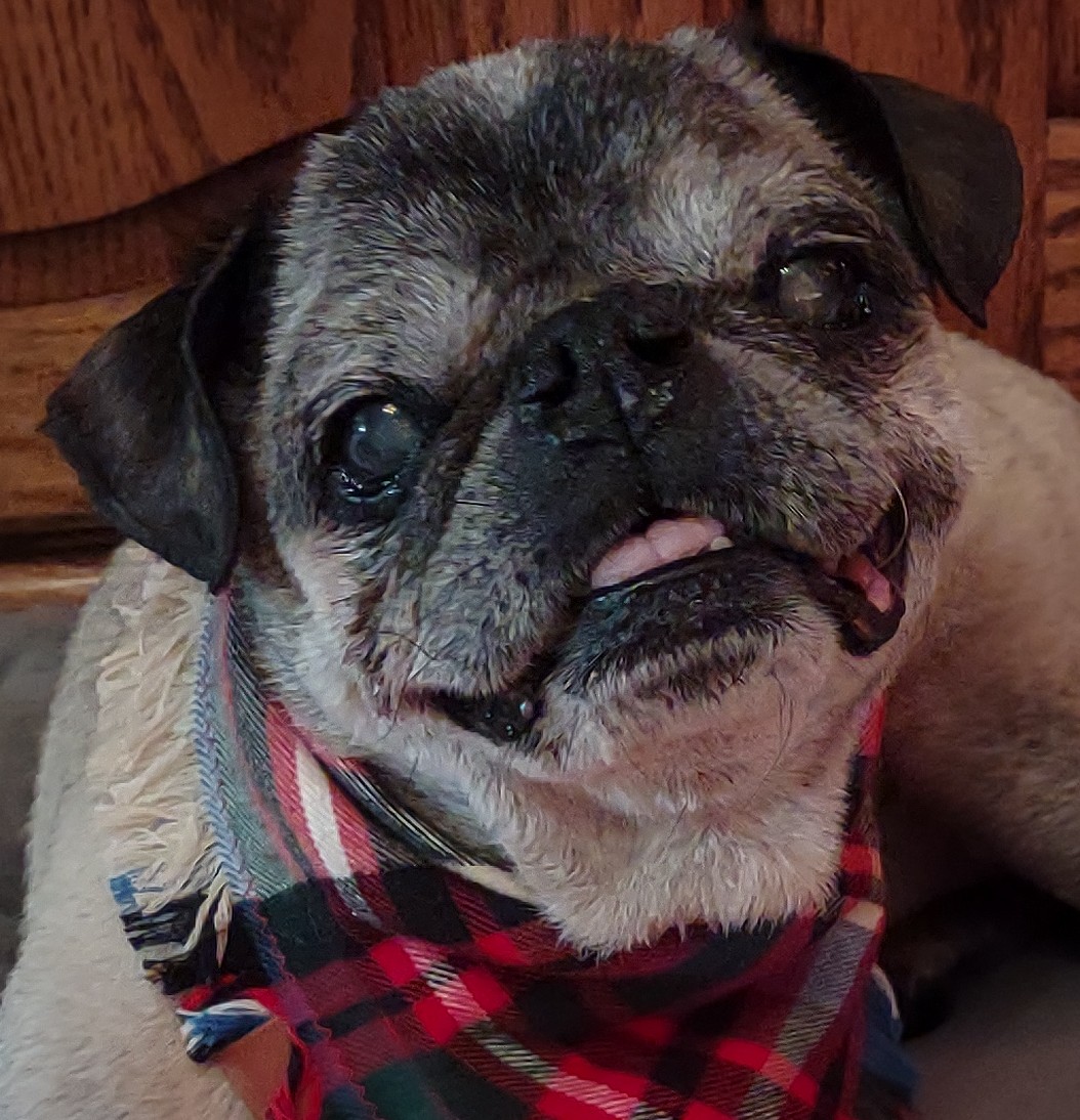 #WorldSmileDay2023  I wonder how many people I can make SMILE TODAY? I hope it's lots! PLEASE SMILE knowing that #AngelMushu loves you! Happy #Friday ! #puglife #puglove #dogsoftwitter #dogsofx #WorldSmile #SmileMore #BeHappy #PositiveVibes #BeKind #LoveOneAnother #FridayVibes