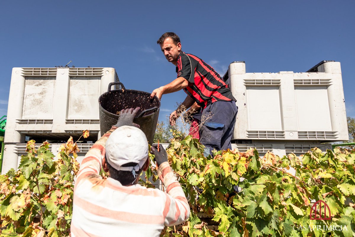 🔴👉 Tiempo de #vendimia en #carravalseca , viñedo ecológico de #BodegasCasaPrimicia #Wine #wein #riojawine #Riojaalavesa #viñedos #vineyards