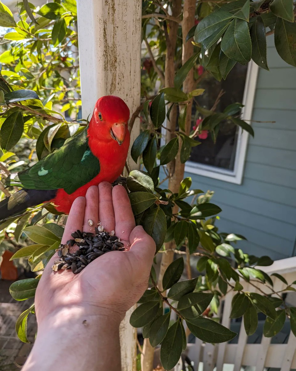 RevHappiness's tweet photo. I was visiting my parents' house this morning to mow the lawn, and had the chance to chat to these two gorgeous King Parrots.
#AustralianBird #AustralianKingParrot https://t.co/COjiZSxYfq