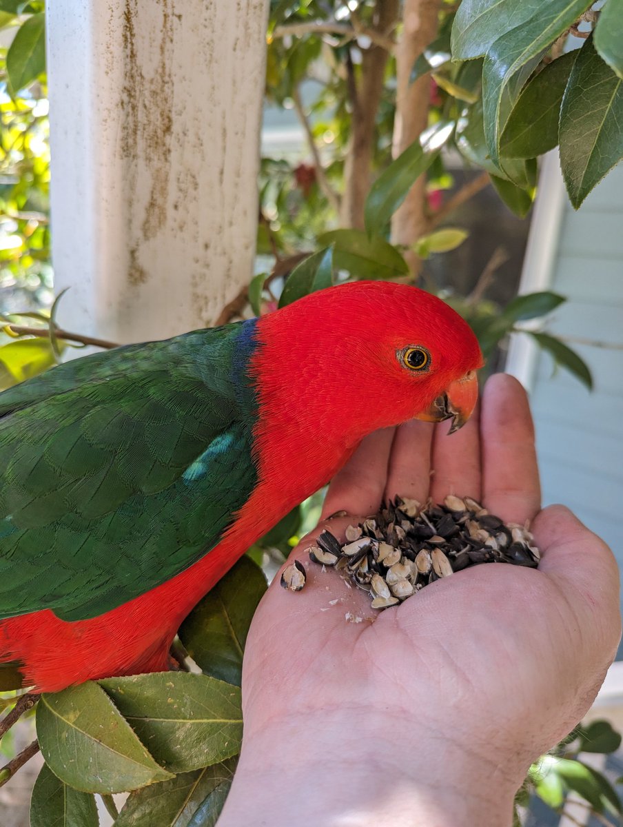 RevHappiness's tweet photo. I was visiting my parents' house this morning to mow the lawn, and had the chance to chat to these two gorgeous King Parrots.
#AustralianBird #AustralianKingParrot https://t.co/COjiZSxYfq