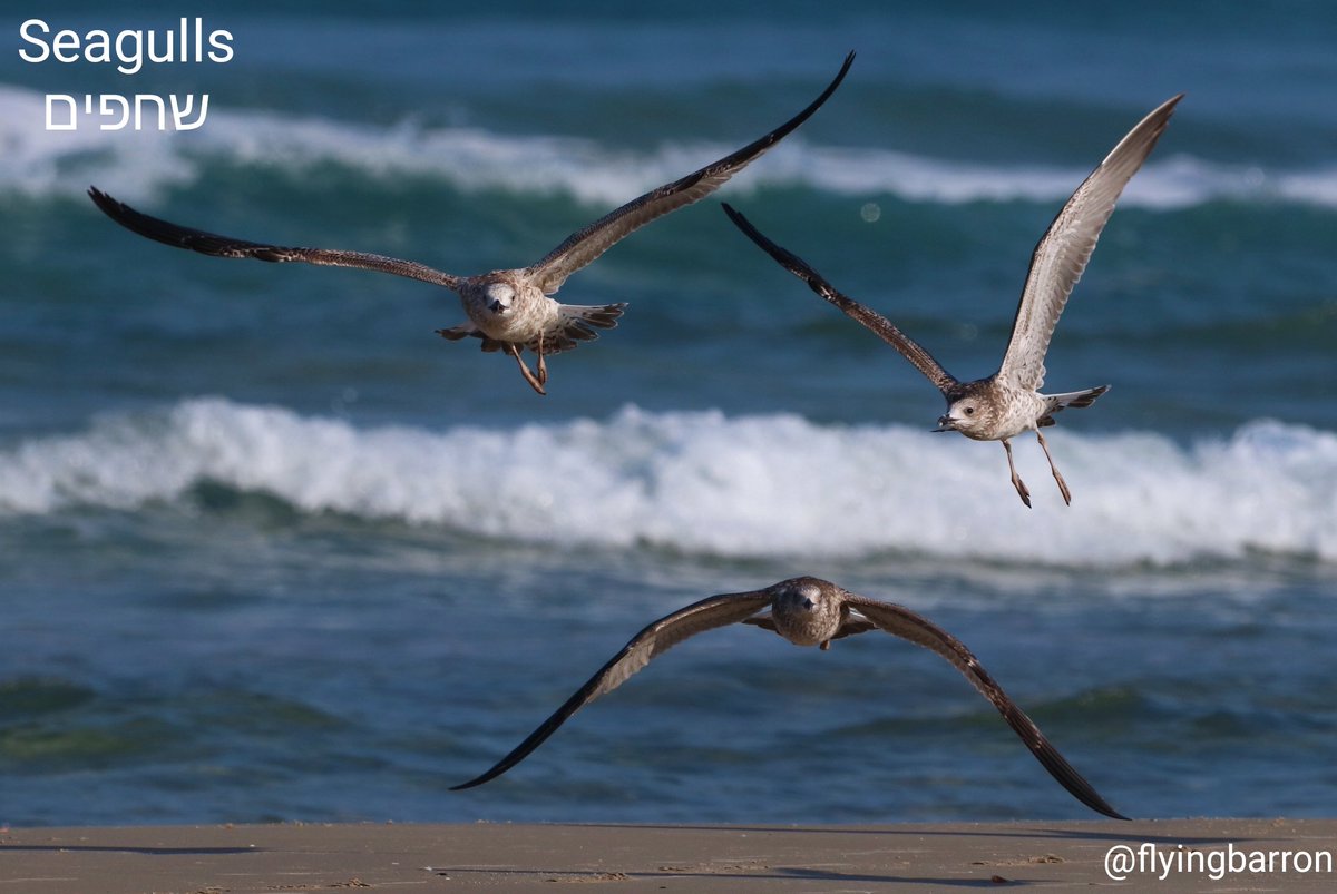 flyingbarron's tweet photo. One last holiday #weekend flying in —  Happy #Sukkot and #SimhatTorah!
Enjoy the weekend!
#sukkot2023 #birds #birdphotography #birding #birdingphotography #BirdsOfTwitter #BirdsOfIsrael #ShabbatShalom #FridayFeeling #gulls #seagulls https://t.co/x2vgPadhhE