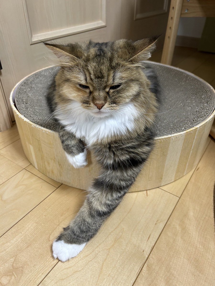 srmm05444439's tweet photo. なんか、なんていうか
女の子感が皆無
#ミヌエット
#ミヌエットの女の子のはず
#鍛えてる感 https://t.co/H1gpI14F5L