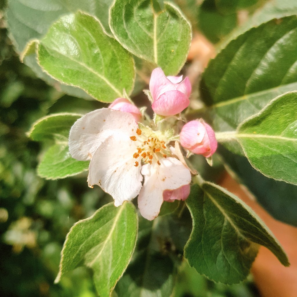 Mon pommier à #brest, 6 octobre 
#toutvabien