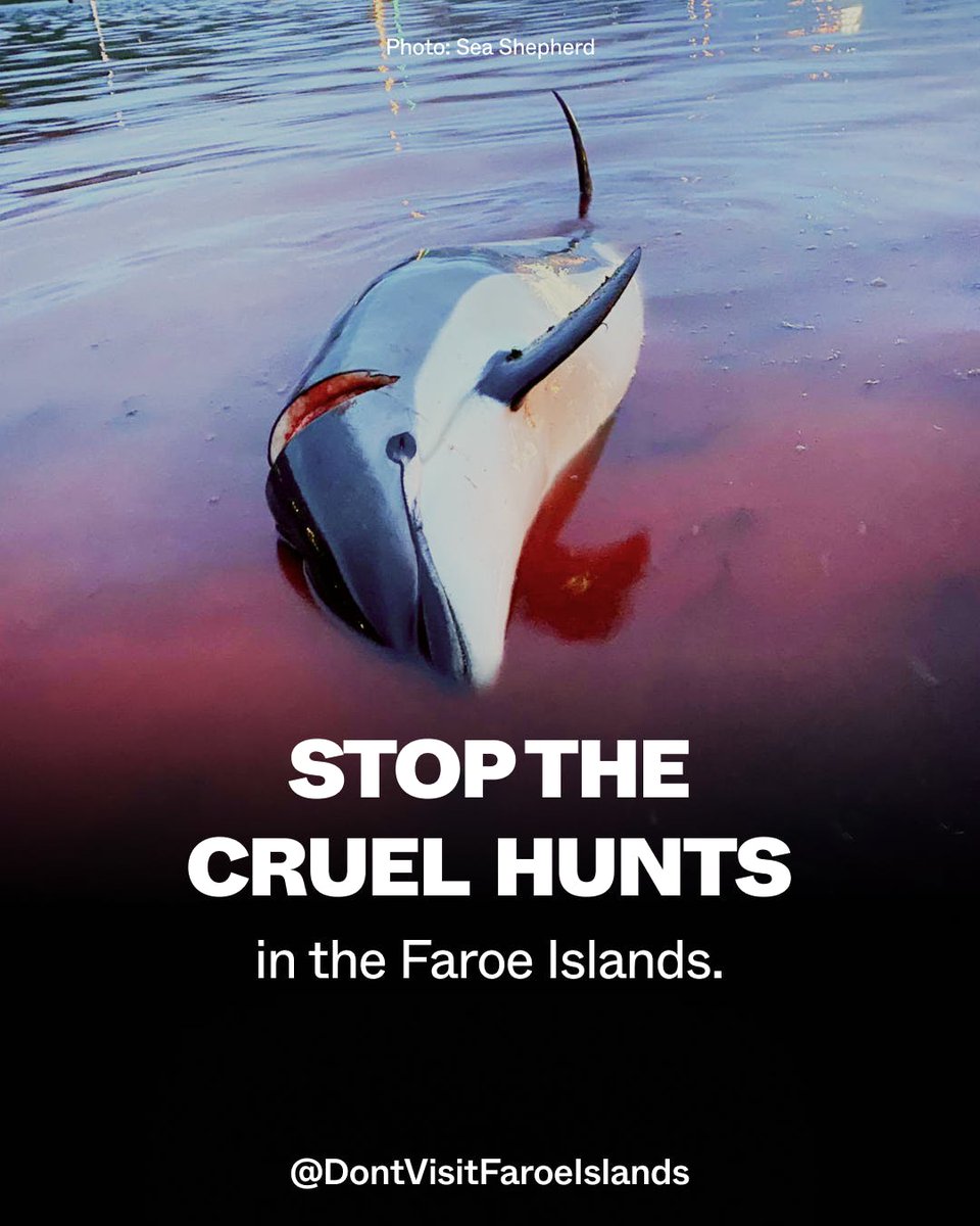 @seashepherd #StopTheGrind
#StopTheKillings
#DontVisitFaroe
#NoMoreHunts
#SaveOurwhales
#NoCruizeship
#SuspendTrade