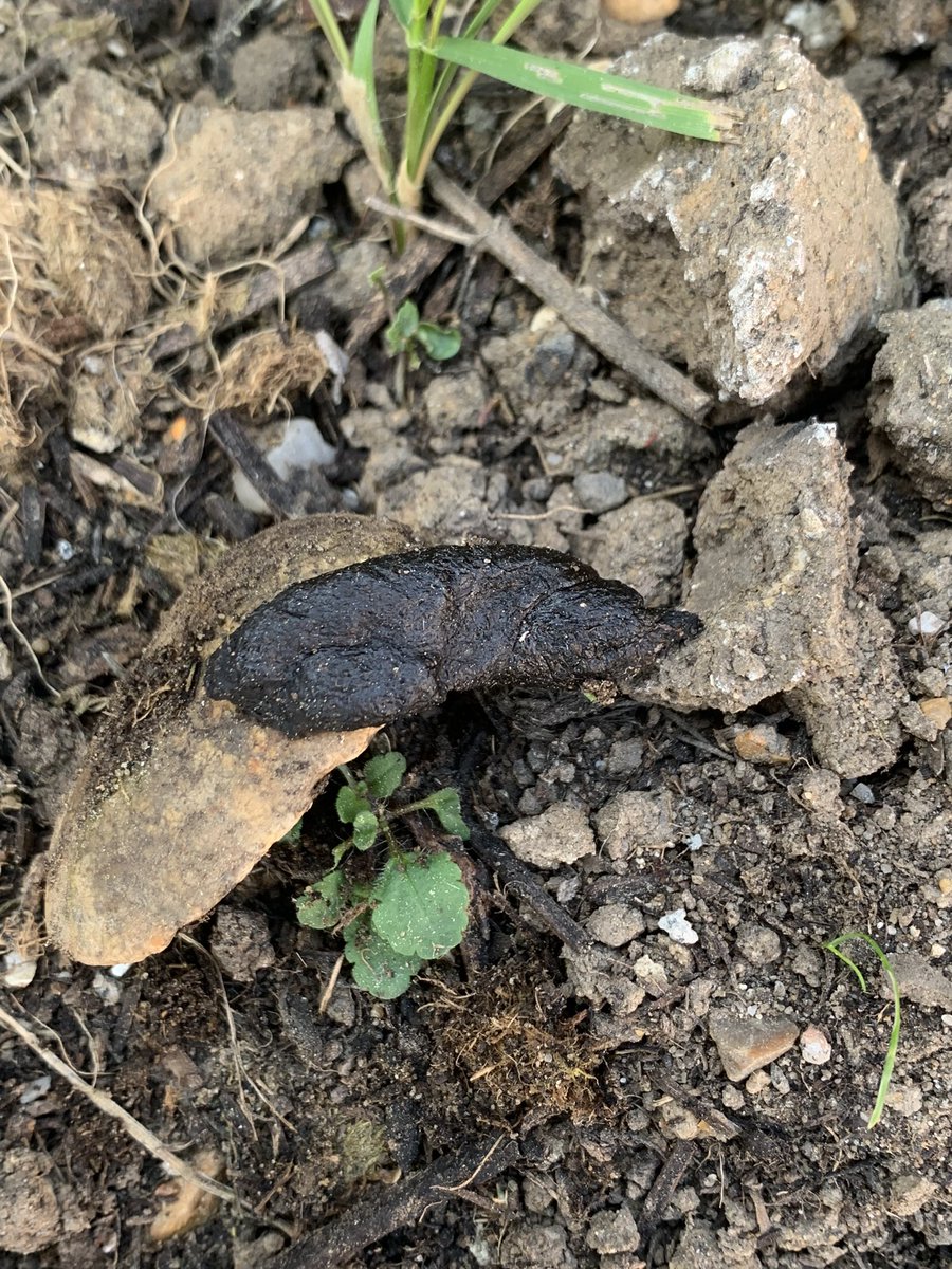 a_fallan's tweet image. There are some interesting goings on in the garden.  Spotted a bank vole last week and now some mystery poo has turned up.  Does anyone have any ideas?  Smells awful and is about 4cm long.