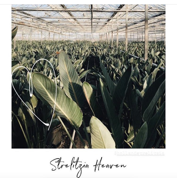 Fijn weekend allemaal! 

(Deze foto is tussen onze Strelitzia’s gemaakt 😃)

#terugvolgvrijdag