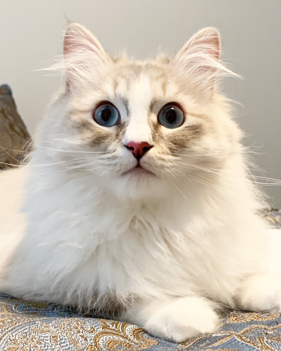 Dr. Mandy Rispoli tweet media