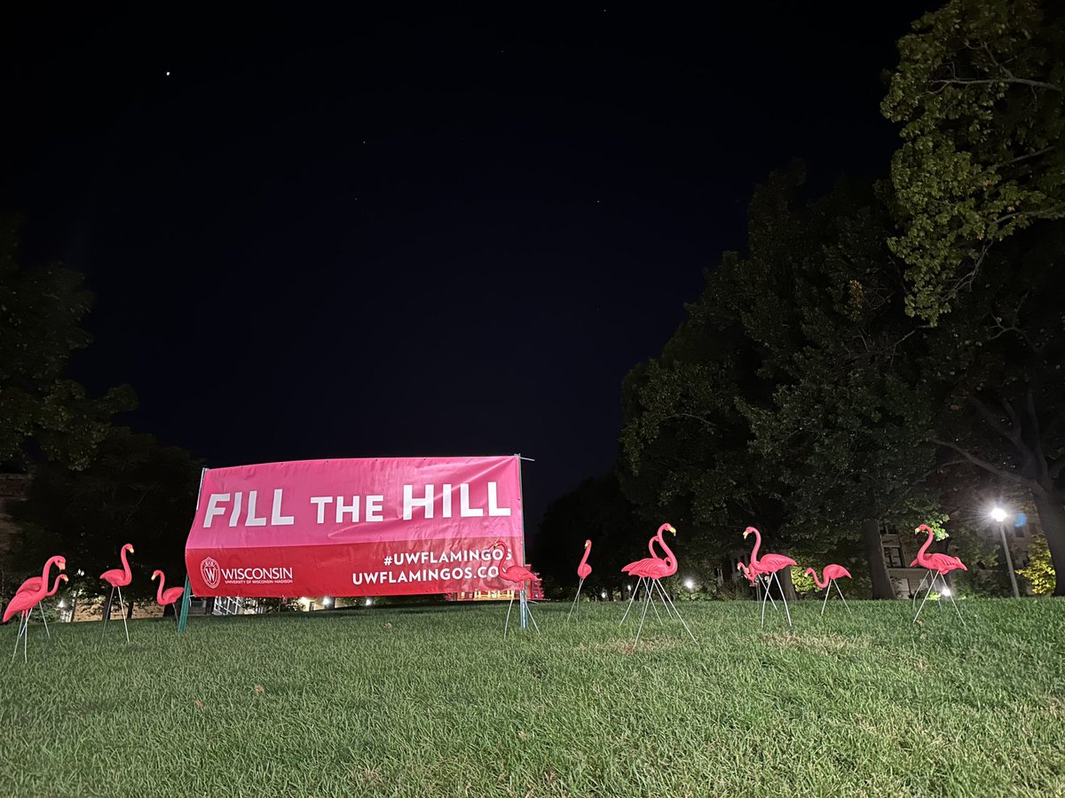 🦩 FILL THE HILL 🦩 We’re LIVE on Bascom Hill this am to kickoff UW Homecoming Weekend!! @nbc15_madison @UWMadison #UWFlamingos