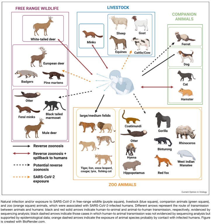 Bureli's tweet photo. Si buscáis una buena revisión sobre #SARSCoV2 en animales, os recomiendo esta  de @LeiraFernandez, @vergaralert y @QuimSegales 
Después de leerla no queda duda de por qué tenemos que seguir invirtiendo en vigilancia veterinaria... 
https://t.co/c27Mbbu6r6 https://t.co/MdgNydtXoM