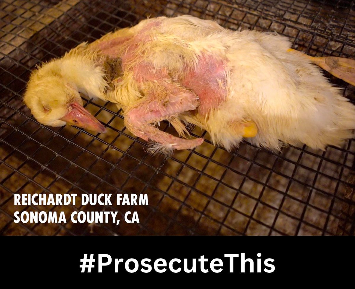 TheCruzCruise's tweet image. This is what the Sonoma County DA doesn’t want you to see. 

This bird was found on the floor of Reichardt Duck Farm.

@SonomaCoDA, don’t prosecute animal rescuers. Instead, you should #ProsecuteThis.

#SonomaRescueTrial