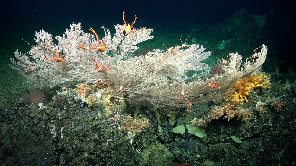 <a href="/arimartinezdios/">Ariadna Martínez-Dios</a> <a href="/ICMCSIC/">ICM-CSIC</a> @fundaciorecerca <a href="/SchmidtOcean/">Schmidt Ocean</a> <a href="/DarwinFound/">Charles Darwin Foundation-Fundación Charles Darwin</a> <a href="/parquegalapagos/">Parque Galápagos</a> 📸Quina fotografia més impressionant!

🪸Descobreix-ne més al 6è post de l'expedició a les Illes Galápagos que l'<a href="/arimartinezdios/">Ariadna Martínez-Dios</a>, de l'<a href="/ICMCSIC/">ICM-CSIC</a>, ha publicat al portal <a href="/RecercaEnAccio/">Recerca en Acció</a> de la @fundaciorecerca!

<a href="/SchmidtOcean/">Schmidt Ocean</a>
<a href="/DarwinFound/">Charles Darwin Foundation-Fundación Charles Darwin</a>
<a href="/parquegalapagos/">Parque Galápagos</a>