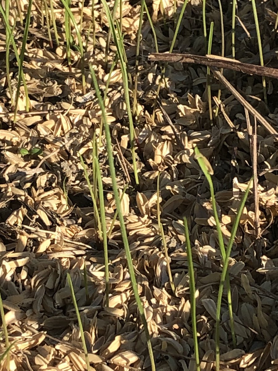 leopyon2525farm's tweet photo. 撒き直し🥹
元気に育ってね👩‍🌾🍀

#イタリアンライグラス #チモシー
#北九州 https://t.co/NRofL07GYe