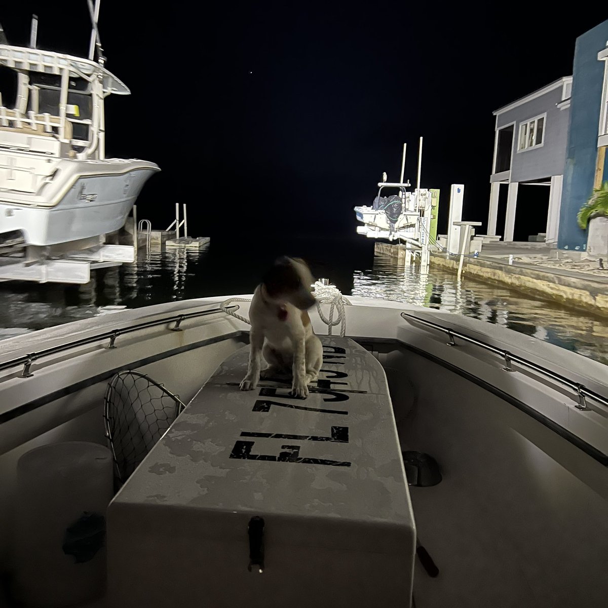 barbiedoll_eyw's tweet photo. Ruby says let's roll! #gonefishing #offthedock #keywest https://t.co/5KDBjb0myN