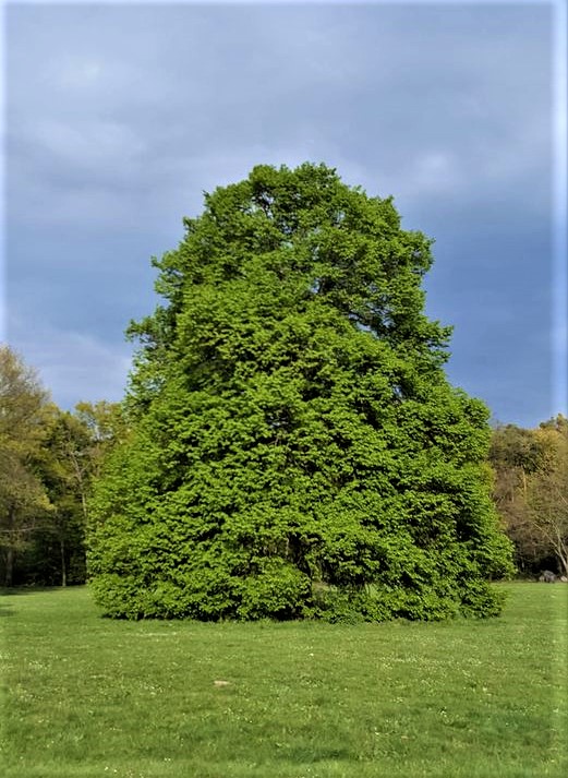 I am a tree
- I cool the earth
- I store CO2
- I protect the soil
- I take care of the water table
- I am the home of many animals
- I produce oxygen
- I clean the air and water
Please make sure that my friends become more, not less.💚☘️🌿🌱🌳🌲🍀💚