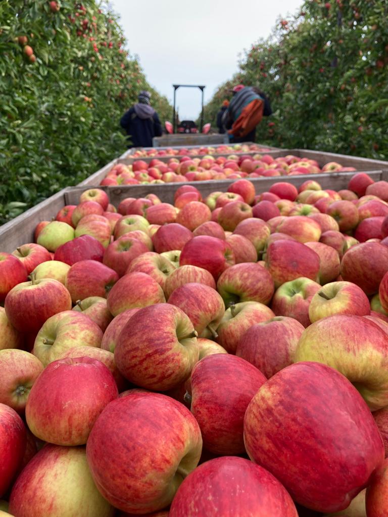 #Harvest2023

Freshly harvested Rubens Apples at Mierscourt Farm.

📷 - By Darren

#BuyBritish #Apples