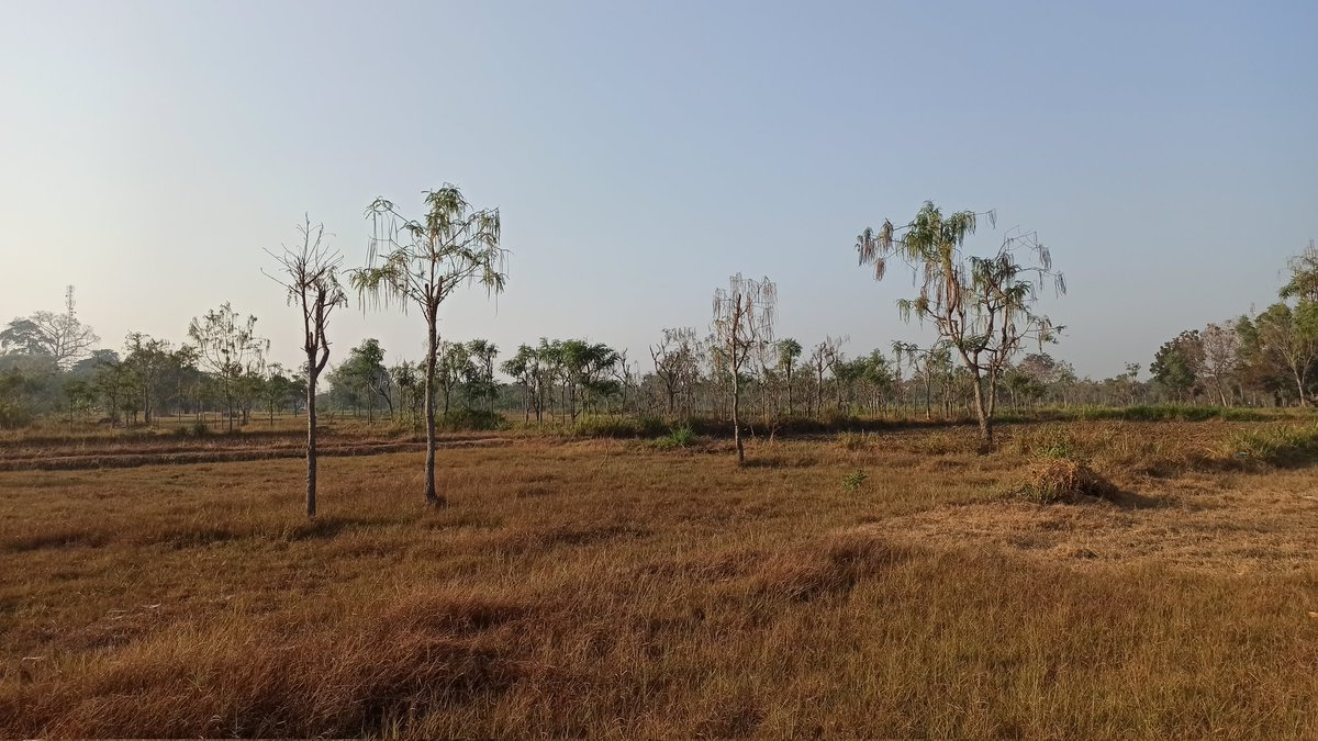 yahyaumar's tweet photo. SAWAH KERING di Desa Moarah, Kecamatan Klampis, Bangkalan, Madura terjadi setiap musim kemarau
@CNNIndAcademy https://t.co/gJ0vcg9ISA