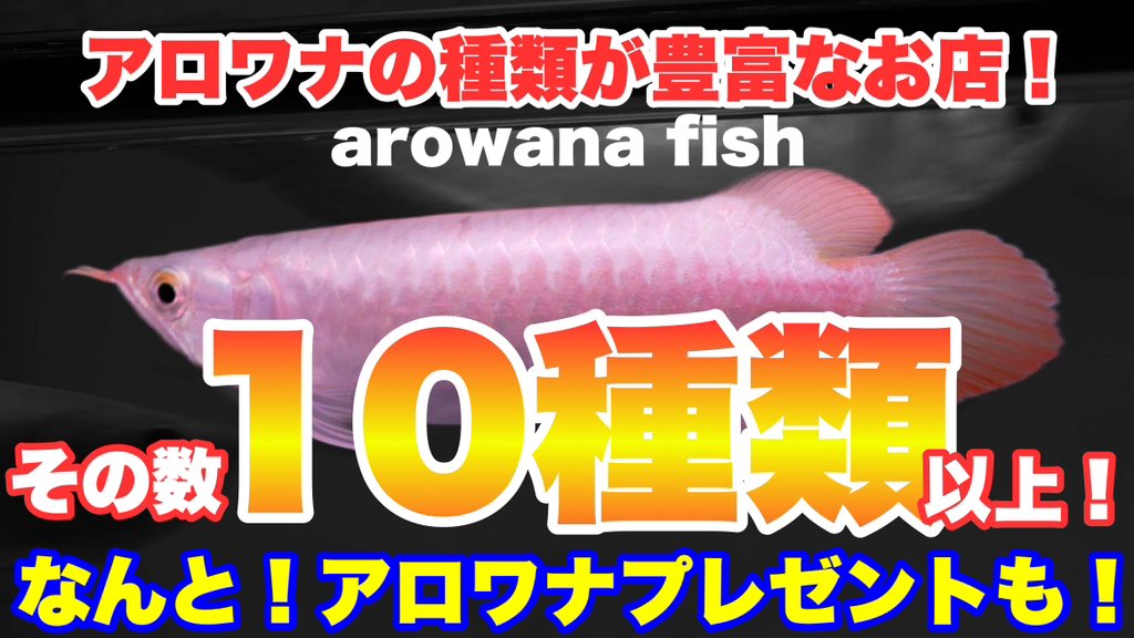uutak1's tweet photo. こんばんは！

今日は😆

沢山の種類のアロワナが見れるお店の動画になります😁

今回の企画、ご応募される方は！

10/12 23:59までにお願いします😊 https://t.co/xEE7SIQTXs