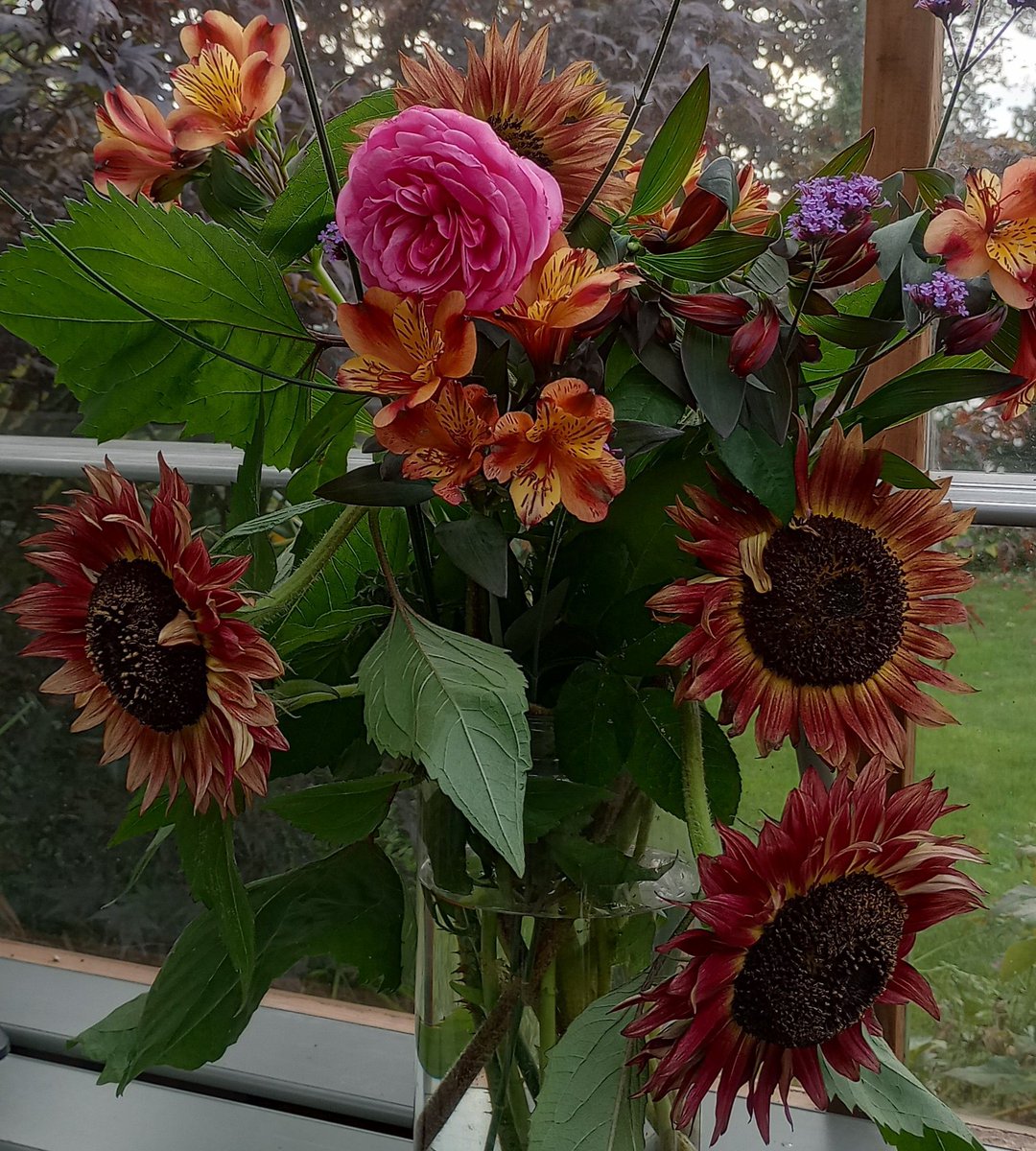 EoinLaneWriter's tweet photo. Some garden sunflowers in October

#octobergarden #gardendesign #gardening https://t.co/CXquAPgIBs