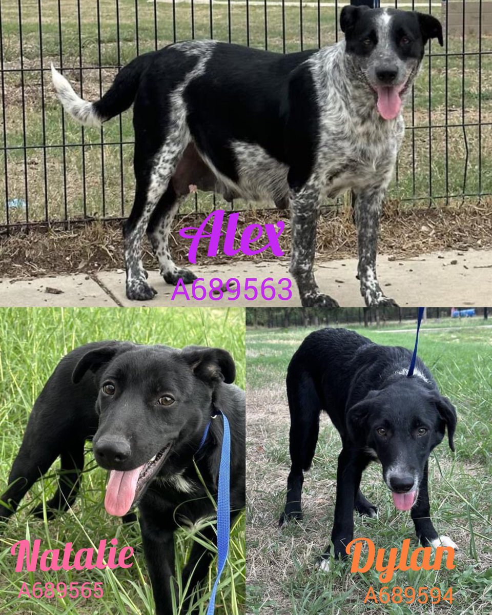 🆘 MOM + PUPPIES TO BE DESTROYED TODAY 10/6 🆘 📍SA ACS, TX Alex 💖#A689563 3yo F gentle, friendly Dylan 🧡#A689564 5moo M, 34lb Energetic, gives kisses Natalie 💗#A689565 5moo F, 38lb Playful, energetic #Foster / #AdoptDontShop ☎️210-207-4738 #PLEDGE / #SHARE FOR #RESCUE