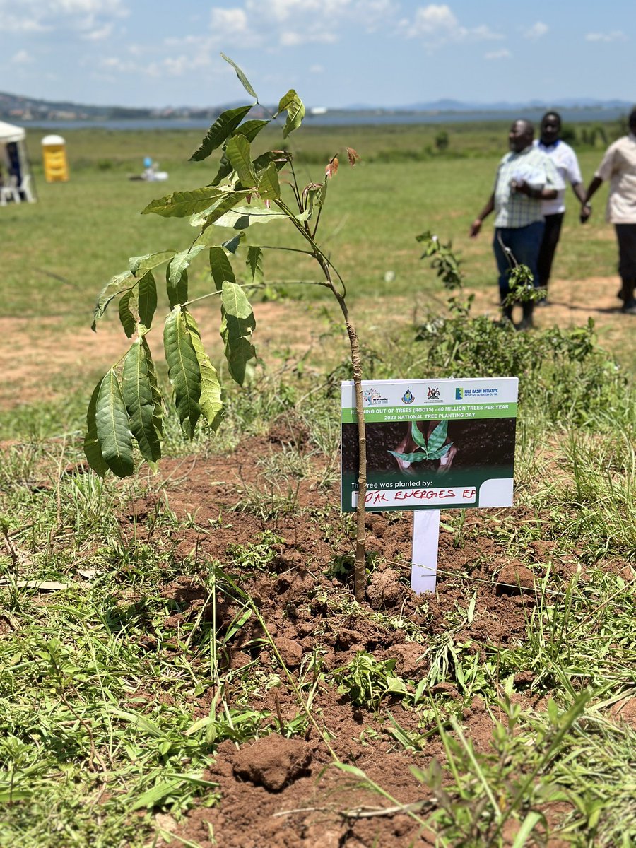 TotalEnergiesUG's tweet image. For 2023, #TotalEnergiesEPUganda has already planted 75,000 fruit and cash trees together with communities. -@jean_gavalda. #RunningOutOfTrees