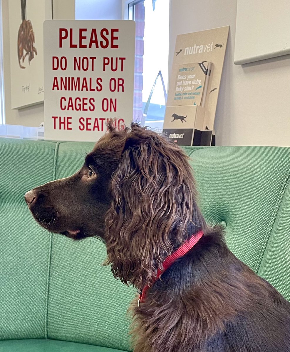 FiCollins_'s tweet photo. A picture paints a thousand spaniels.

#trainingWIP #youwantmetodoWHAT #selectivehearing #puppyfail #dogsoftwitter https://t.co/JuQJjYkdja