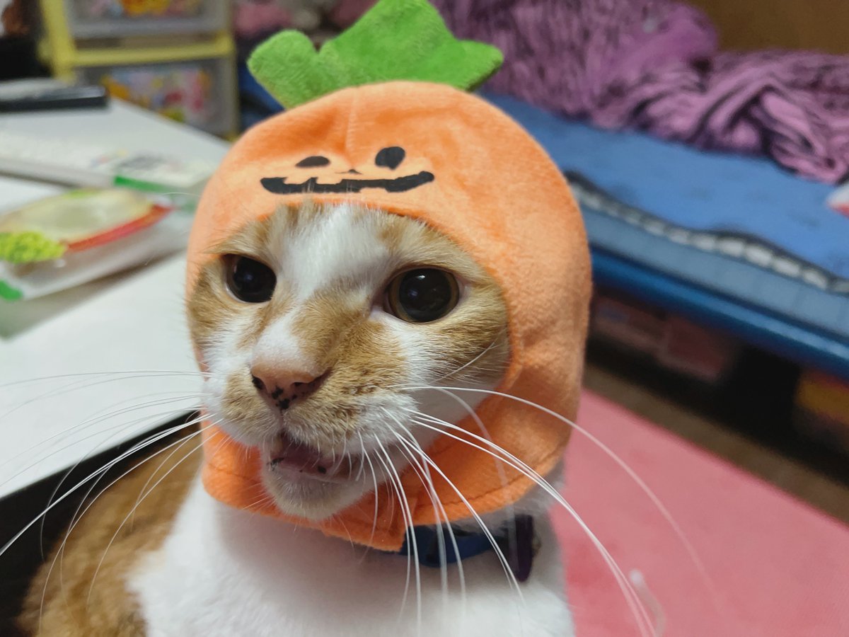 MIHO55497259's tweet photo. ハロウィンそらち🎃︎💕︎
最後の
そらちです!!
そらち共々
ありがとうございました!! https://t.co/rgCVykiuw0