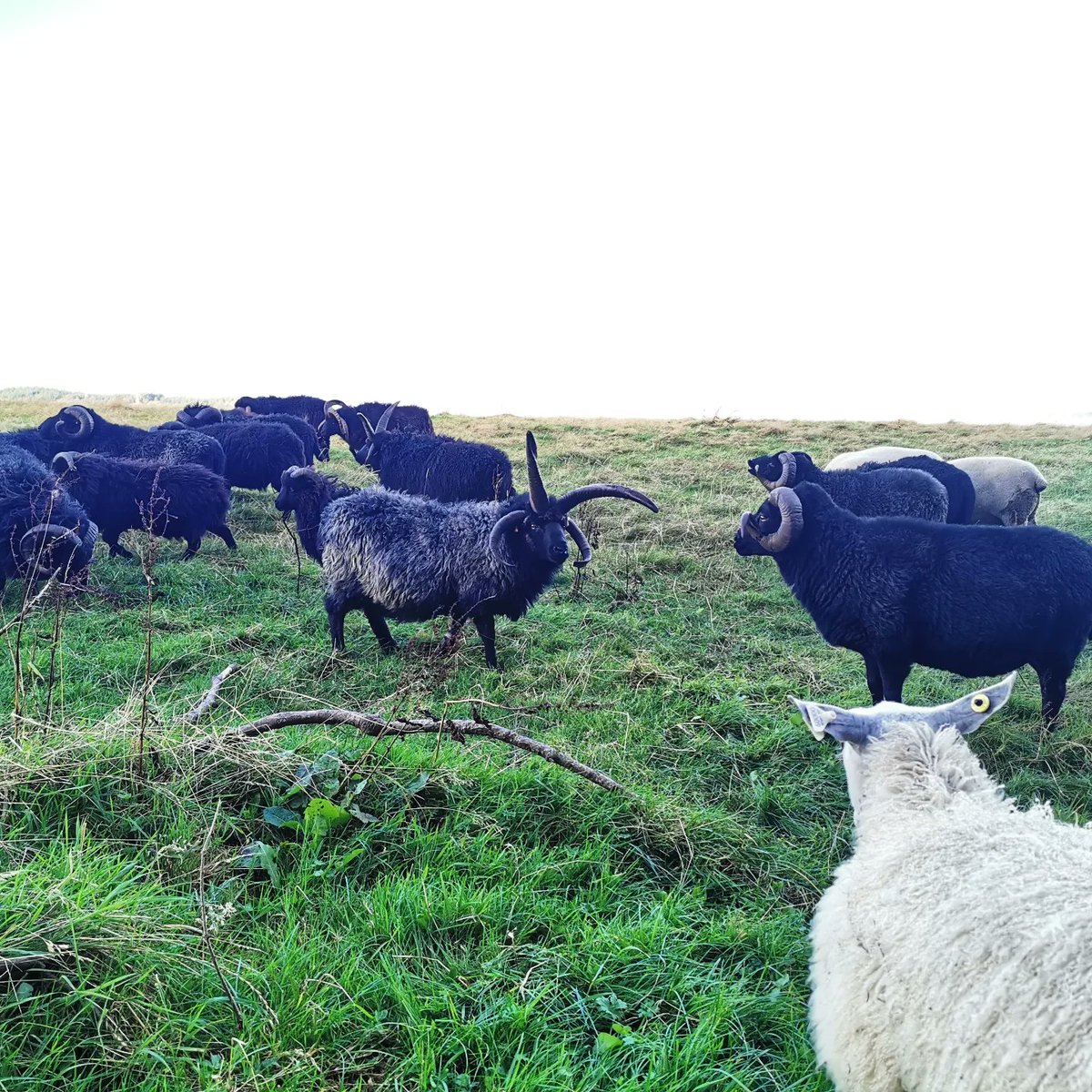 Excalibur and the boys getting a fresh bite to build up reserves, before they have to work for a living! #Hebrideansheep #bluetexel #bluefacedleicester #tup #ram