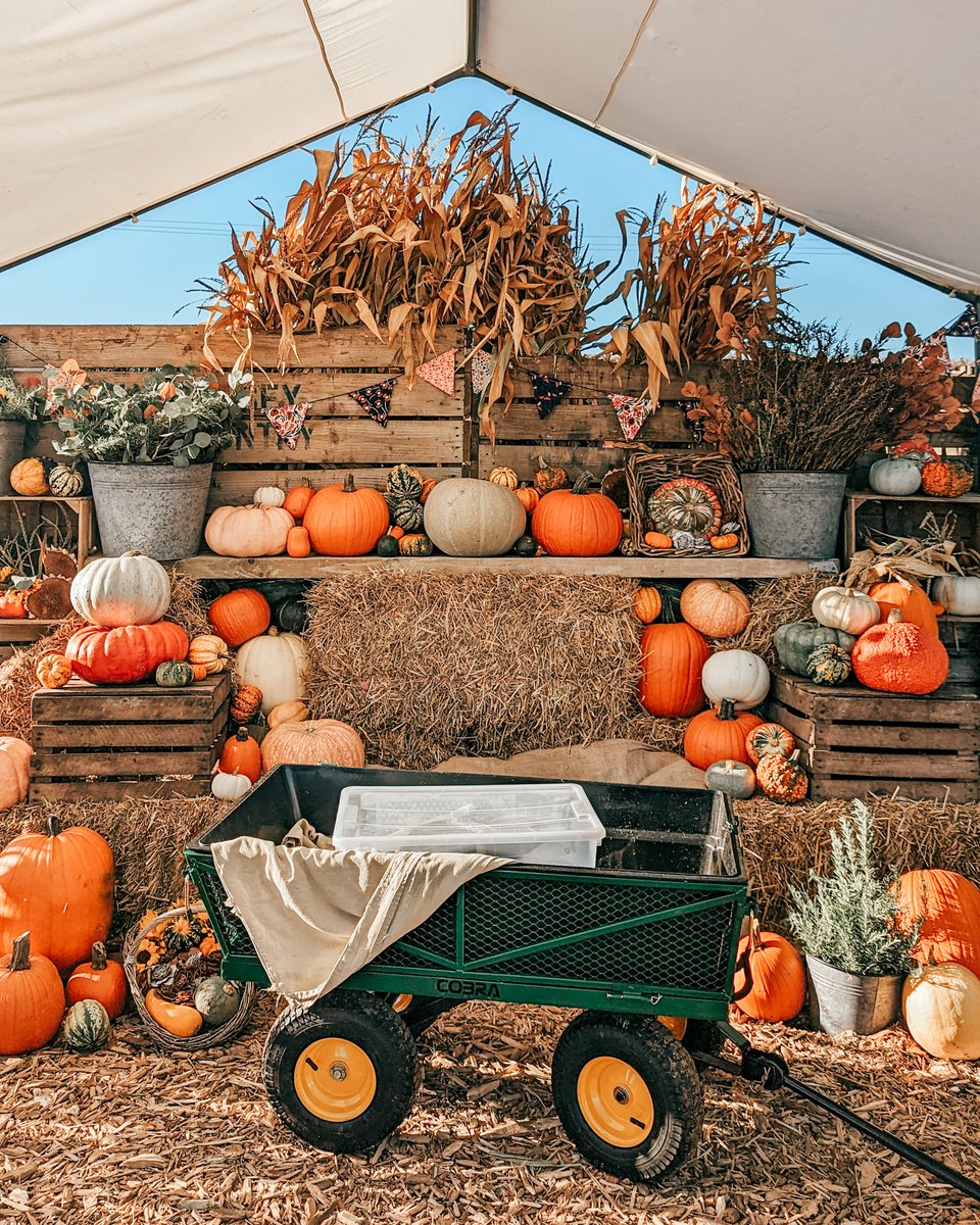 The best places to go #PumpkinPicking in Herts, Beds &amp; Bucks this autumn 😍👇🏻⁣

🎃 The Pop Up Farm, Harpenden
🎃 The Patch MK (pictured), Milton Keynes
🎃 Mead Open Farm, Billington
🎃 Willows Activity Farm, St Albans
🎃 Frosts Garden Centres, Willington

#PYOPumpkins