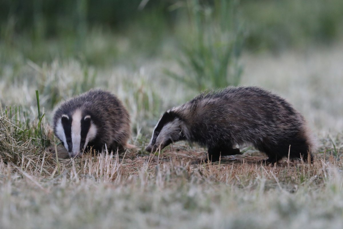 It's National Badger Day. Here's a few images of them in their natural environment rather than sadly on the roads of Britain. #badger #nationalbadgerday #ukwildlife #northantswildlife