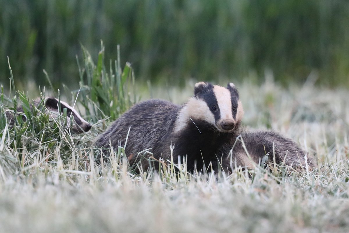 bcbeancounter's tweet image. It's National Badger Day. Here's a few images of them in their natural environment rather than sadly on the roads of Britain. #badger #nationalbadgerday #ukwildlife #northantswildlife