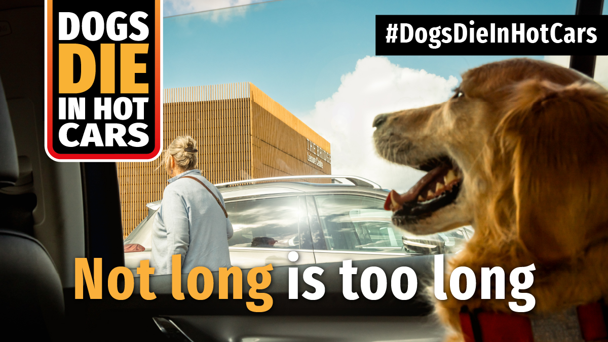☀️📅 It might be Autumn, but a car can still become unbearably hot when the weather doesn't feel that warm. Temperatures are set to reach 24°C this weekend, meaning a car could reach 47°C 🥵

🚗 #DogsDieInHotCars and leaving them unattended could be fatal: bit.ly/36QhDuW