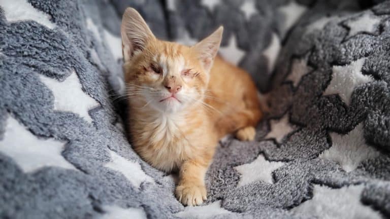 herrero_3d's tweet image. Os presento a Brooke, es la gran razón de q se hiciera el sorteo, necesita una operación para cerrarle los párpados porque nació sin globos oculares. Denle vuestros dineros y ella puede que os dé al spiderverse 😉. 
kukumiku.com/sorteos/diorom…