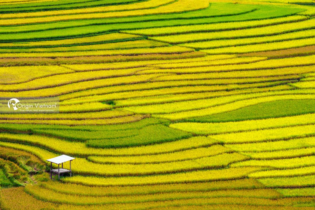 Originvietnam's tweet photo. Absolutely spellbound by the enchanting beauty of ripe rice terraces in Mù Cang Chai! 🌾🏞️ Nature's masterpiece unfolds before our eyes, a golden tapestry that goes on and on. Exploring rural Vietnam's hidden gem! #MùCangChaiBeauty #OriginTravel #Adventures https://t.co/xXTnr09jxk