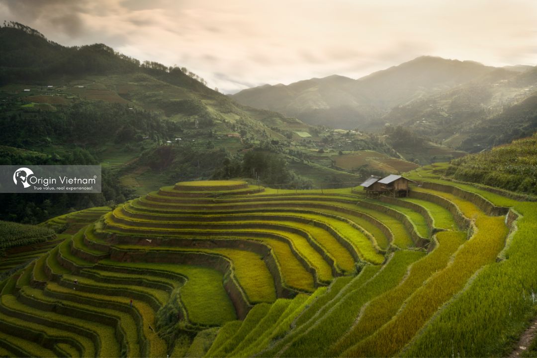 Originvietnam's tweet photo. Absolutely spellbound by the enchanting beauty of ripe rice terraces in Mù Cang Chai! 🌾🏞️ Nature's masterpiece unfolds before our eyes, a golden tapestry that goes on and on. Exploring rural Vietnam's hidden gem! #MùCangChaiBeauty #OriginTravel #Adventures https://t.co/xXTnr09jxk
