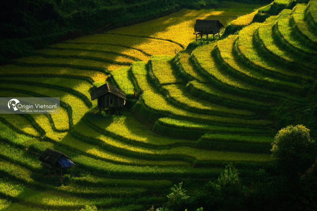 Originvietnam's tweet photo. Absolutely spellbound by the enchanting beauty of ripe rice terraces in Mù Cang Chai! 🌾🏞️ Nature's masterpiece unfolds before our eyes, a golden tapestry that goes on and on. Exploring rural Vietnam's hidden gem! #MùCangChaiBeauty #OriginTravel #Adventures https://t.co/xXTnr09jxk