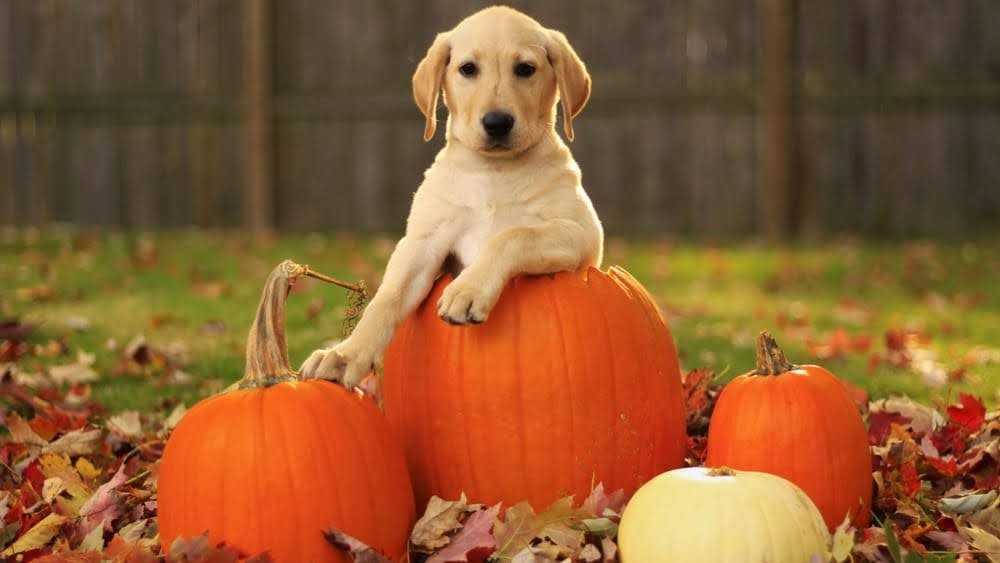 Exercised with #pumpkins this morning, the pup looks pleased!😃 Apart from #exercise props here, Pumpkins are high in #vitamins and #minerals while being low in calories. They are a great source of beta-carotene, a #carotenoid your body converts into vitamin A. 
#pumpkinseason