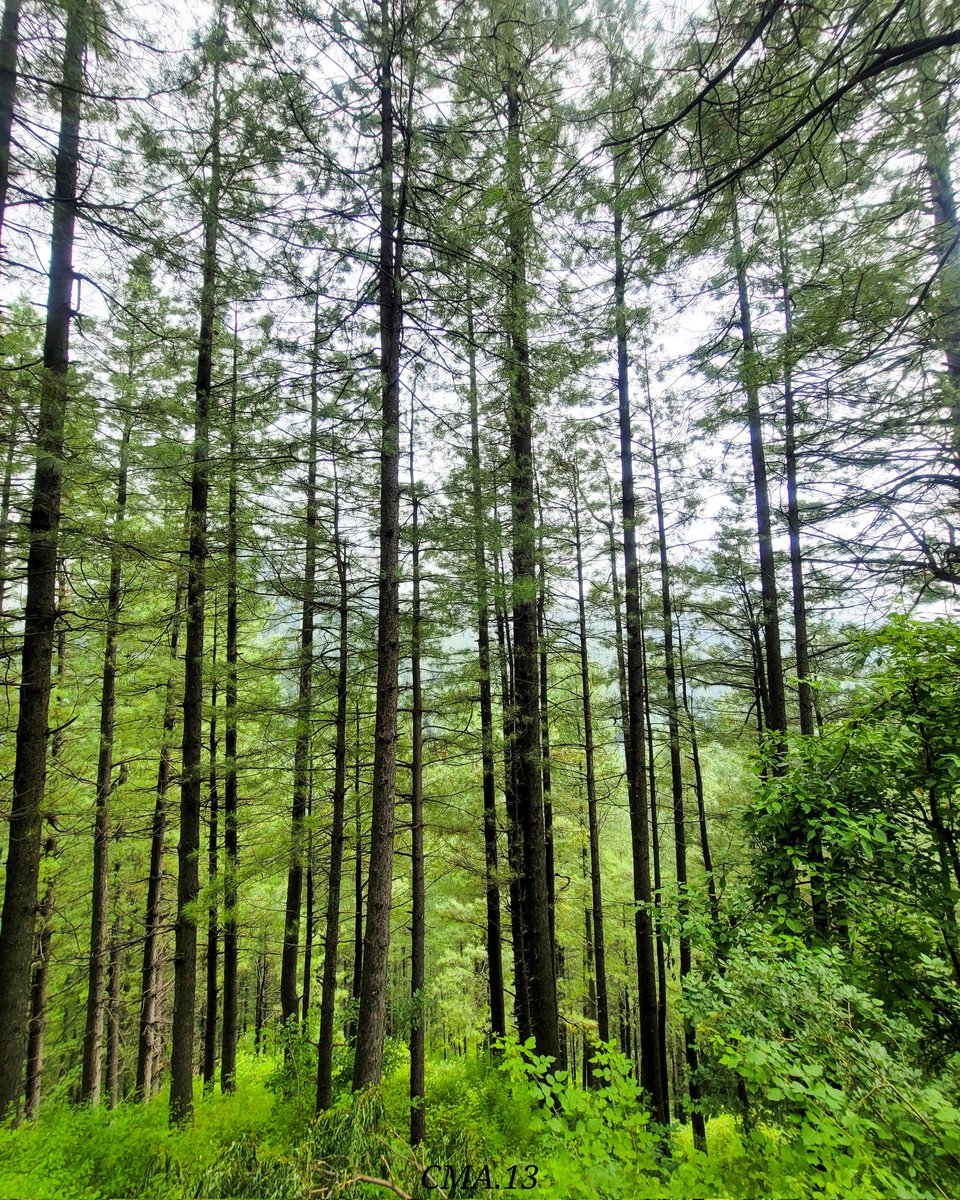 THECMA_13's tweet image. 💚

#nathiagali #samsungnote #samsungphotography