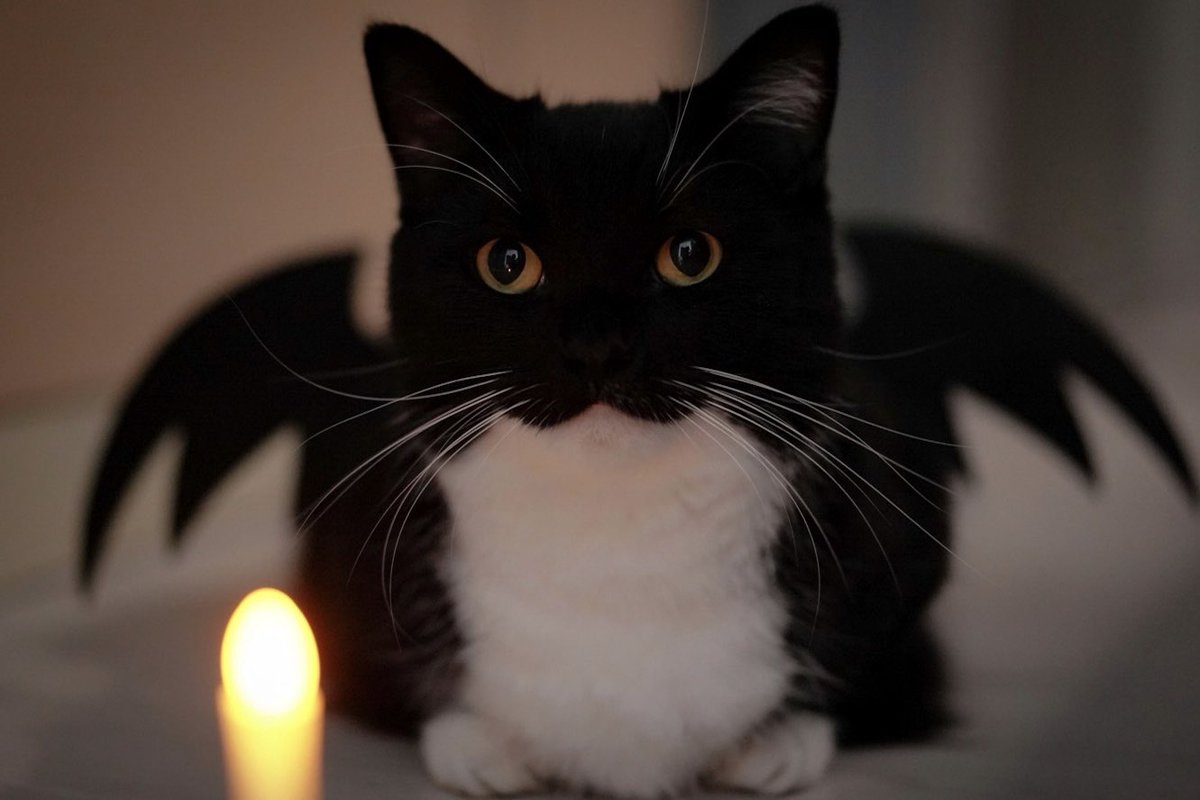 うにの儀式です。
「何の儀式かは内緒です」

Uni is performing a ritual👻
"I can't say what the ritual is."