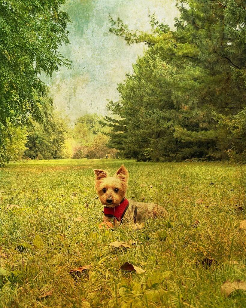 terribly's tweet image. Harrison #Ottawa #yorkiesofinstagram #distressedfx instagr.am/p/CyDkyM9AhRm/